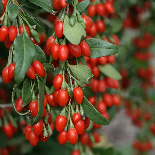 Goji Berries supplier