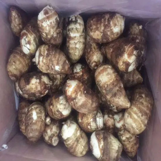 
New Crop Fresh Taro Export Price 