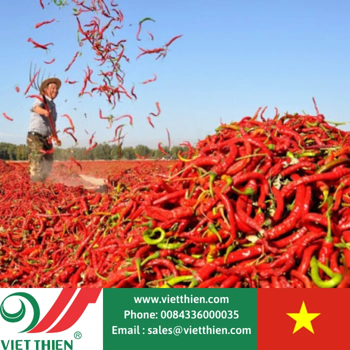  Dired chili best price quality big quantity buy direct from farmer at vietnam Hot Sale Spices Chili From Vietnam With Most