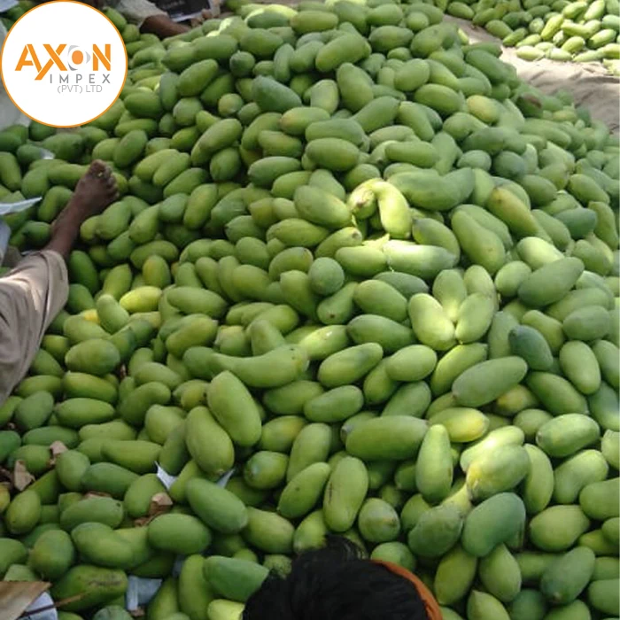 Fresh Green Mango From Vietnam