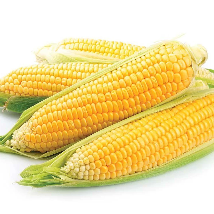 Yellow Corn Maize