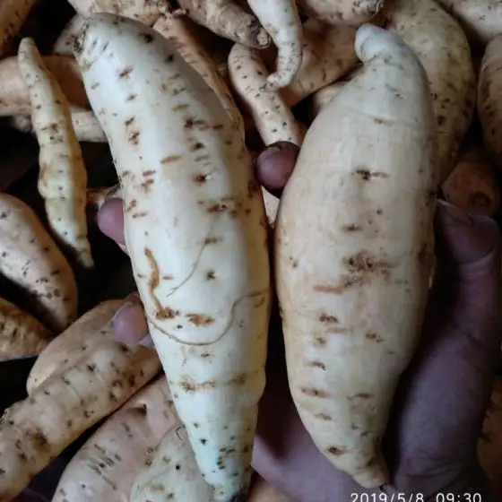  Китайский вкусный 100% сладкий
