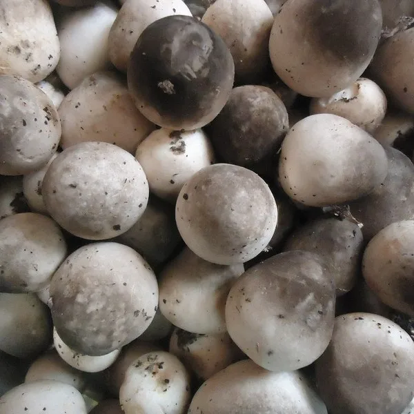 
High Quality Frozen Straw Mushroom 