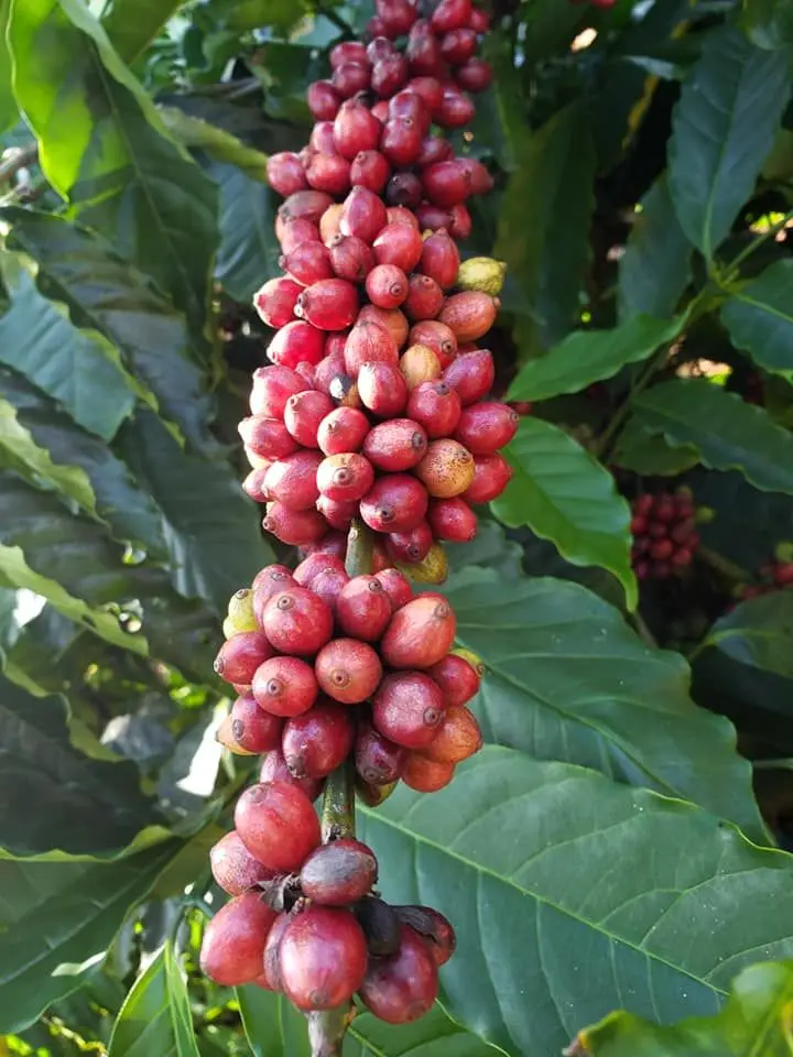 
Coffee Luwak, Vietnam Arabica Robusta exporter for Senegal, Korea 