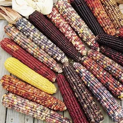 
AD Fresh Fresh Corn Freshcorn Production Of Fresh Yellow Corn Sweet Corn Yellow Purple Gem Maize Wholesale 