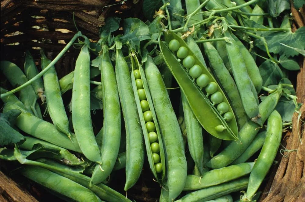 Первоклассные консервированные продукты из Вьетнама зеленый горох в рассоле премиум-класса