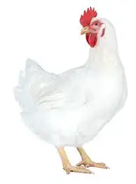 Broiler fatten Rapid growth Quick launch Weight gain Promoting green probiotics feed additive