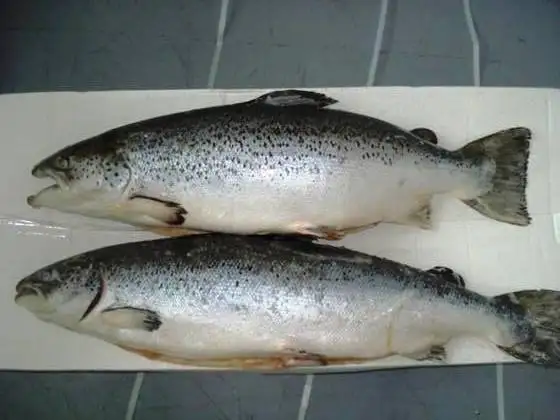 Wholesale Supplier Best Quality Fresh Salmon Fish For Sale In Cheap Price