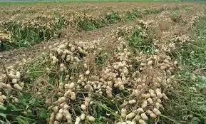 Excellent Peanuts from Argentina
