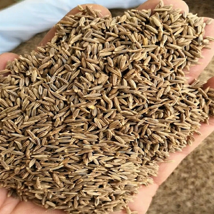 
Comino Kummel komijn Kmin Cumin Seeds 