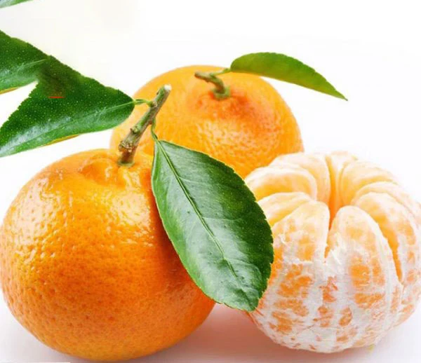 Sweet Juicy Mandarin with the best price