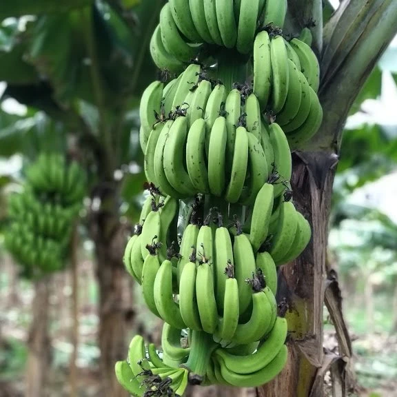 
Top Quality Green Fresh and Organic Cavendish Banana Shipping from Vietnam with Sweet Taste 