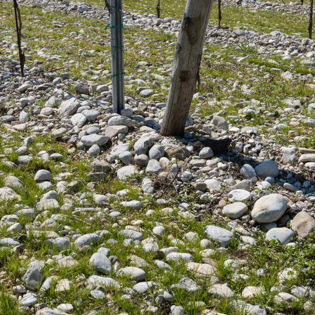 Special for Christmas Italian Dry Red Wine Pinot Nero I Feudi di Romans 0,75 L Wine botte Red Wine Bottle For Sale