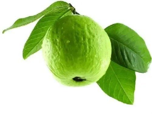 For Wholesale Purchase Vietnam Rich Quality Good Taste Fresh Fruit Red Guava