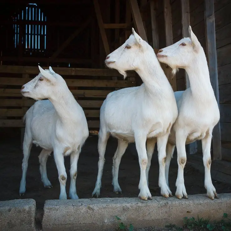 
Healthy live saanen goat/Saanen goats for sale worldwide 