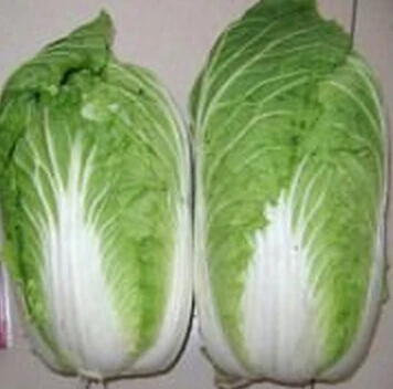 
High Quality Big Size 25cm Length New Crop Fresh Celeri Organic Chinese Cabbage From Australia 