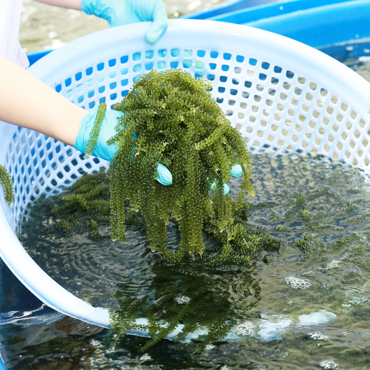 Сушеный соленый морской виноград с застежкой-молнией 100 г из Вьетнама морские водоросли umibudo lato зеленая Икра