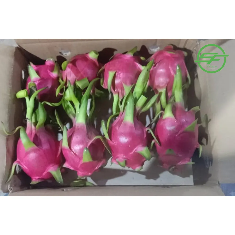 Top class Fresh White/Red flesh Dragon fruit (Whatsapp/zalo/wechat: +84 912 964 858)