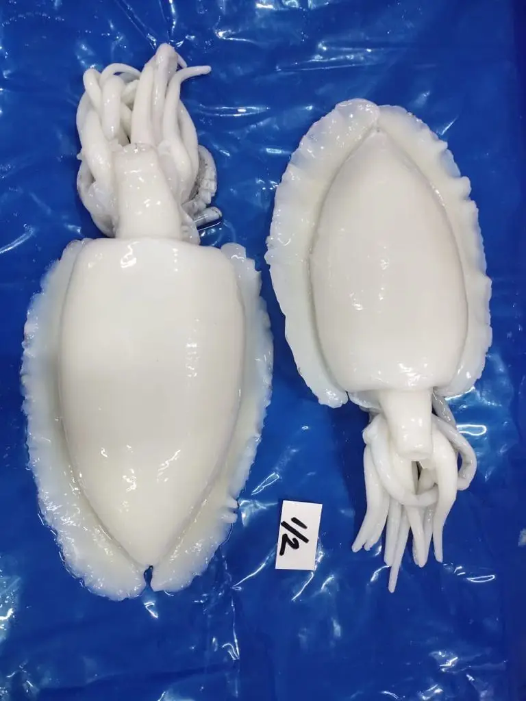 TOP QUALITY FROZEN CUTTLEFISH WHOLE CLEANED FROM INDIA