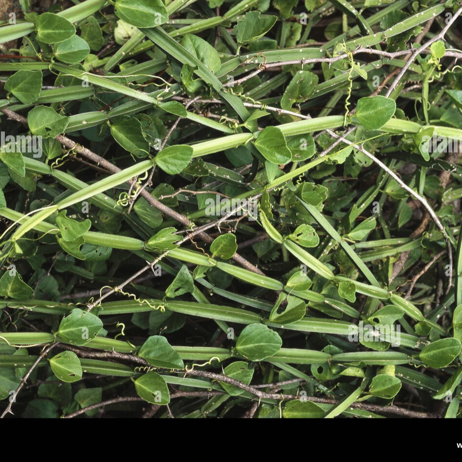 Adamant Creeper Powder | Cissus powder from Indian Agri Farm Whatsapp + 919619091811