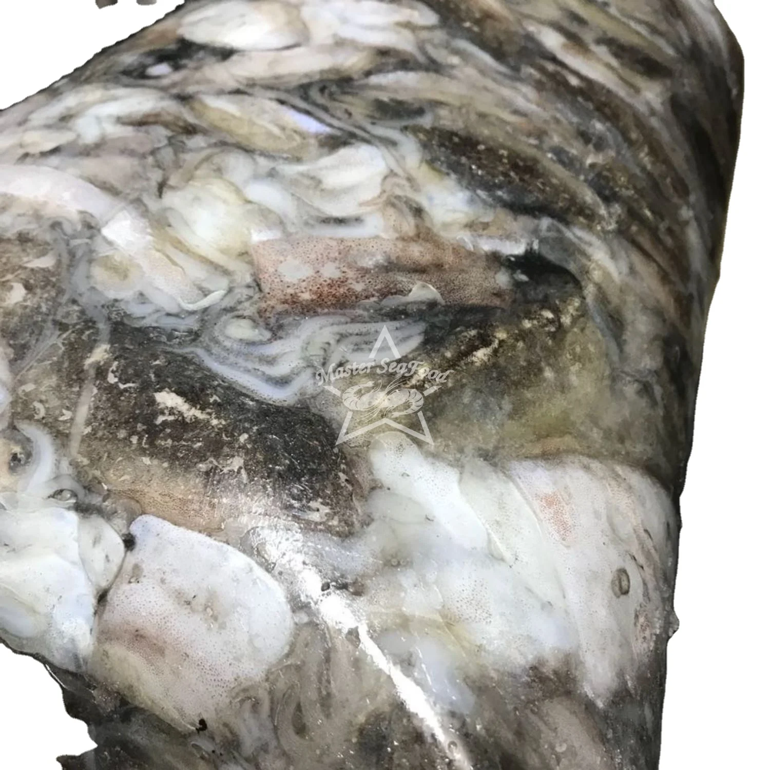 Cuttlefish On Boat Frozen Random packing Size 100-2000gm Sea Process Best Quality Live to Frozen Master Seafood Product