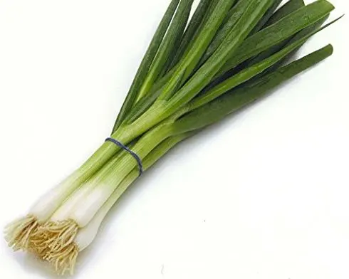 
FRESH SCALLIONS FOR SALE 