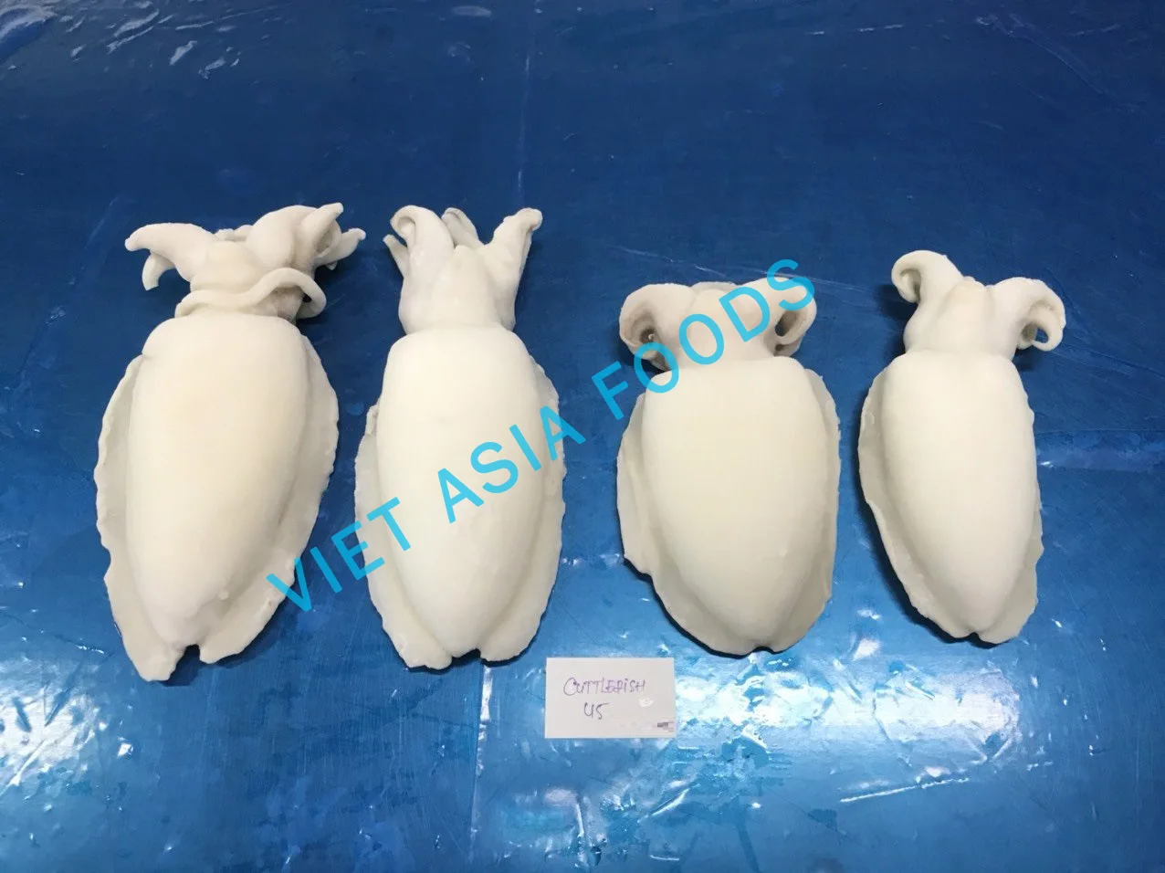 (NEW PRODUCT) Cuttlefish/Frozen Whole Cleaned Cuttlefish For Sale in VietNam