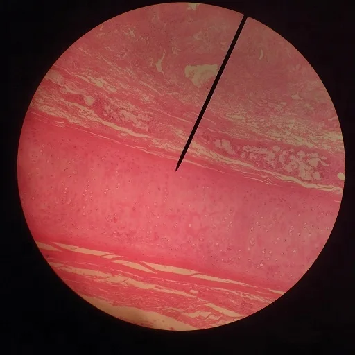 Human Histology Microscope Slides (100pcs)