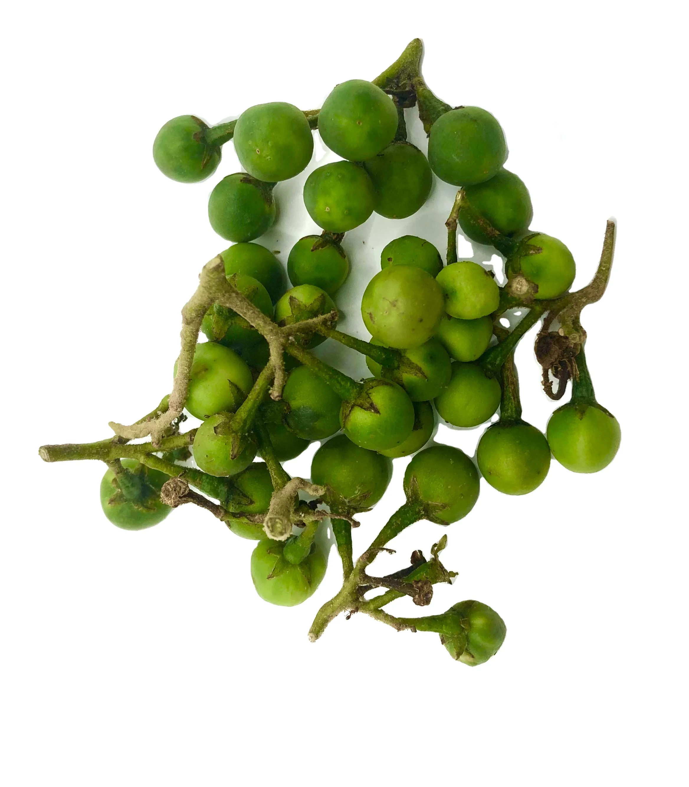 High Premium Quality Export Standard Fresh Vegetable Green Pea Eggplant for Sale