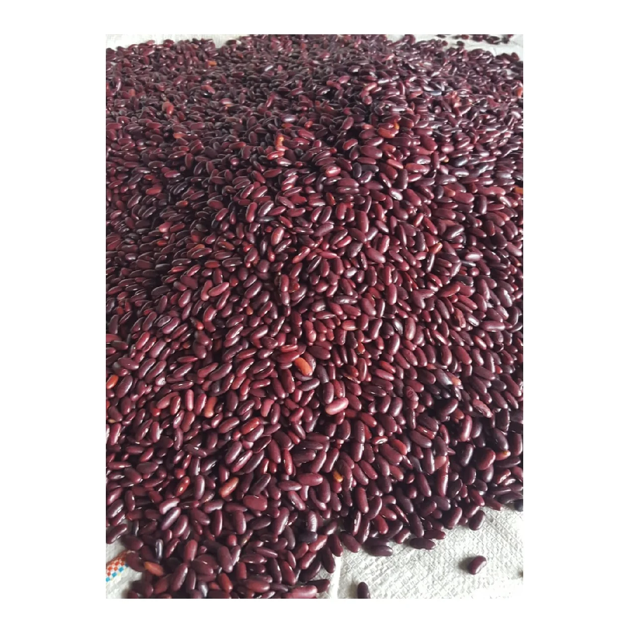 High Quality 25kg Weight Natural Dark Red Kidney Beans with 14% Max Moisture