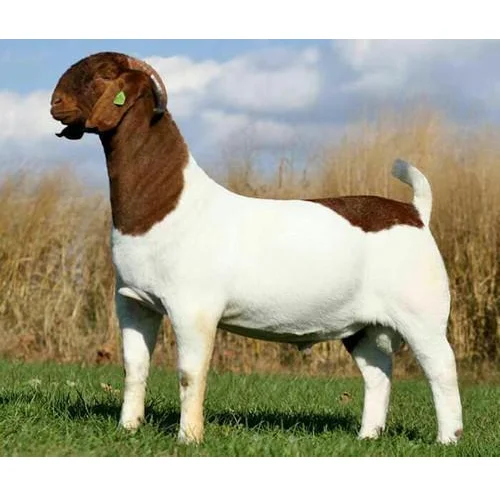 100% Pureblood Mature boer goat for sale