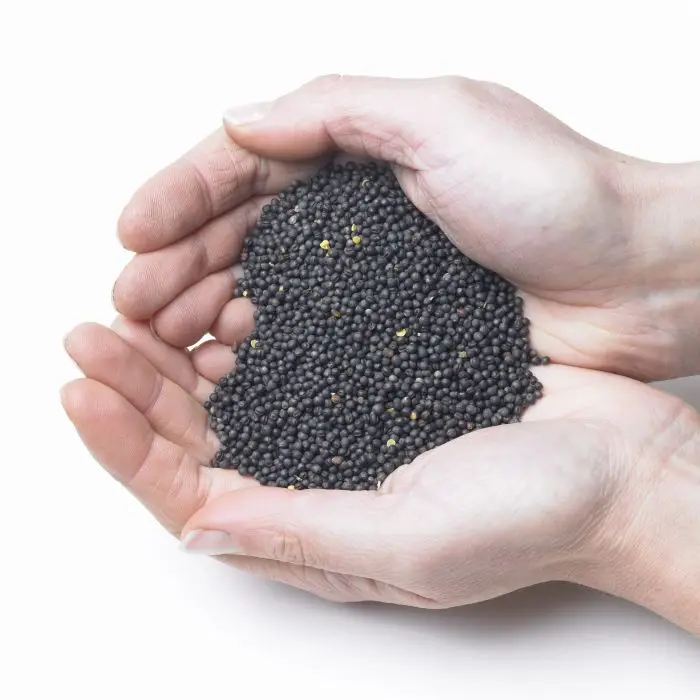 
Quality Rapeseeds , Rape seeds,Natural Rape Seeds/Canola seeds wholesale 