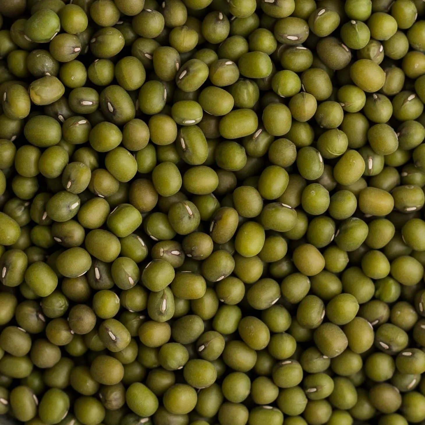 Mung Beans for sale