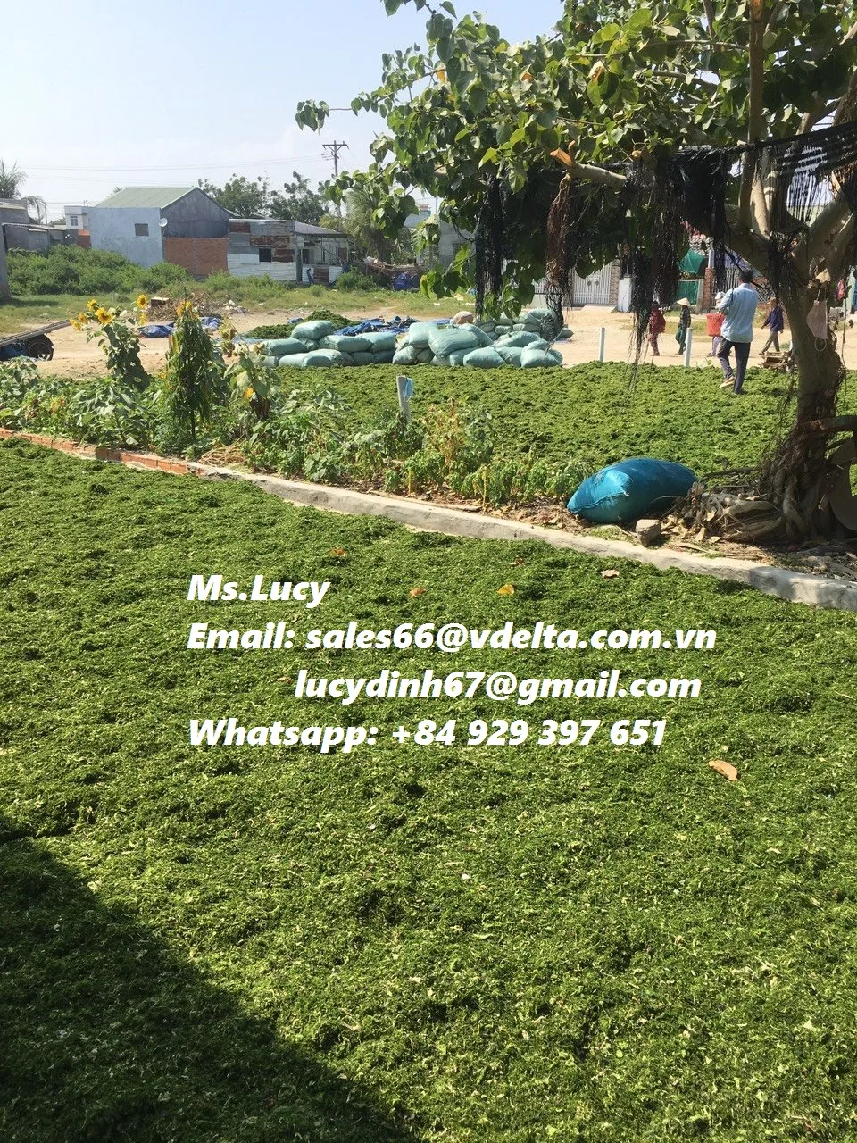 Лидер продаж порошок из зеленых водорослей/Ulva Lactuca высокого качества/Ms. Lily + 84 906927736