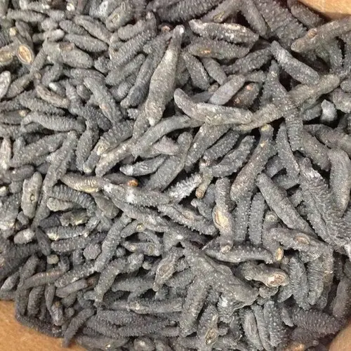 dried sea cucumbe-.jpg