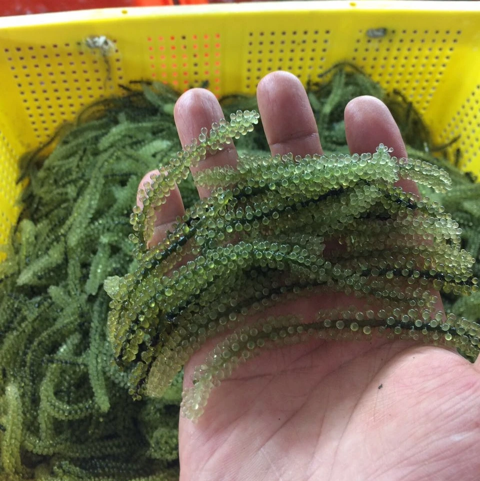 
100% Fresh Organic Sea Grapes Wholesale 