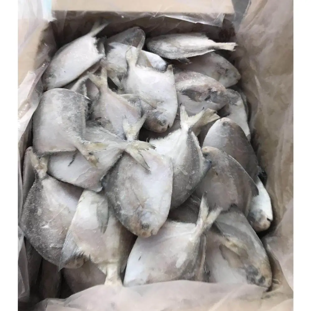 White Silver Pomfret Fish