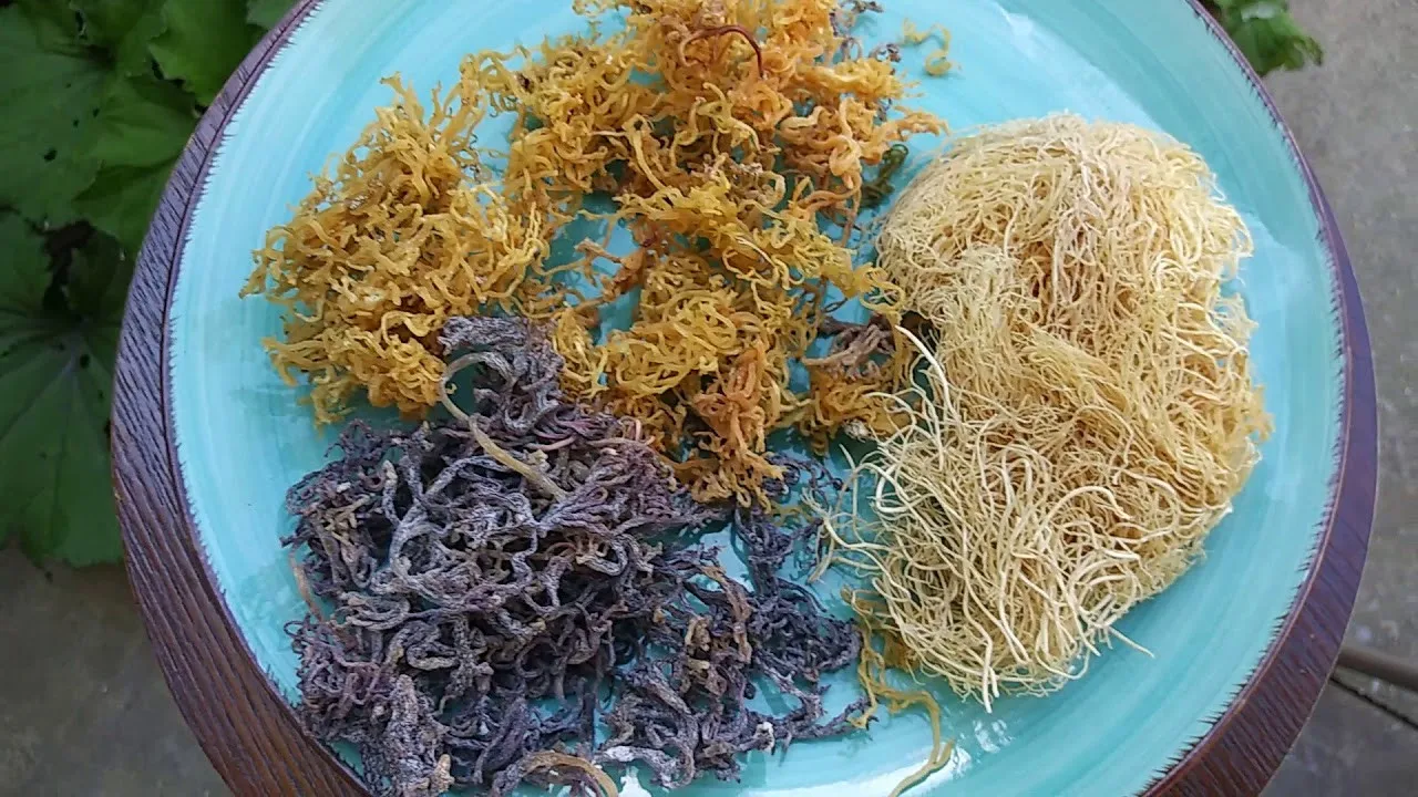 Большое количество сушеных морских водорослей ирландского морского мха Eucheuma Cottonii с чрезвычайно питательной Овощной Мэри