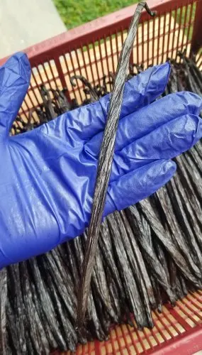 Высококачественные черные Ванильные бобы для продажи в Таиланде/бобы