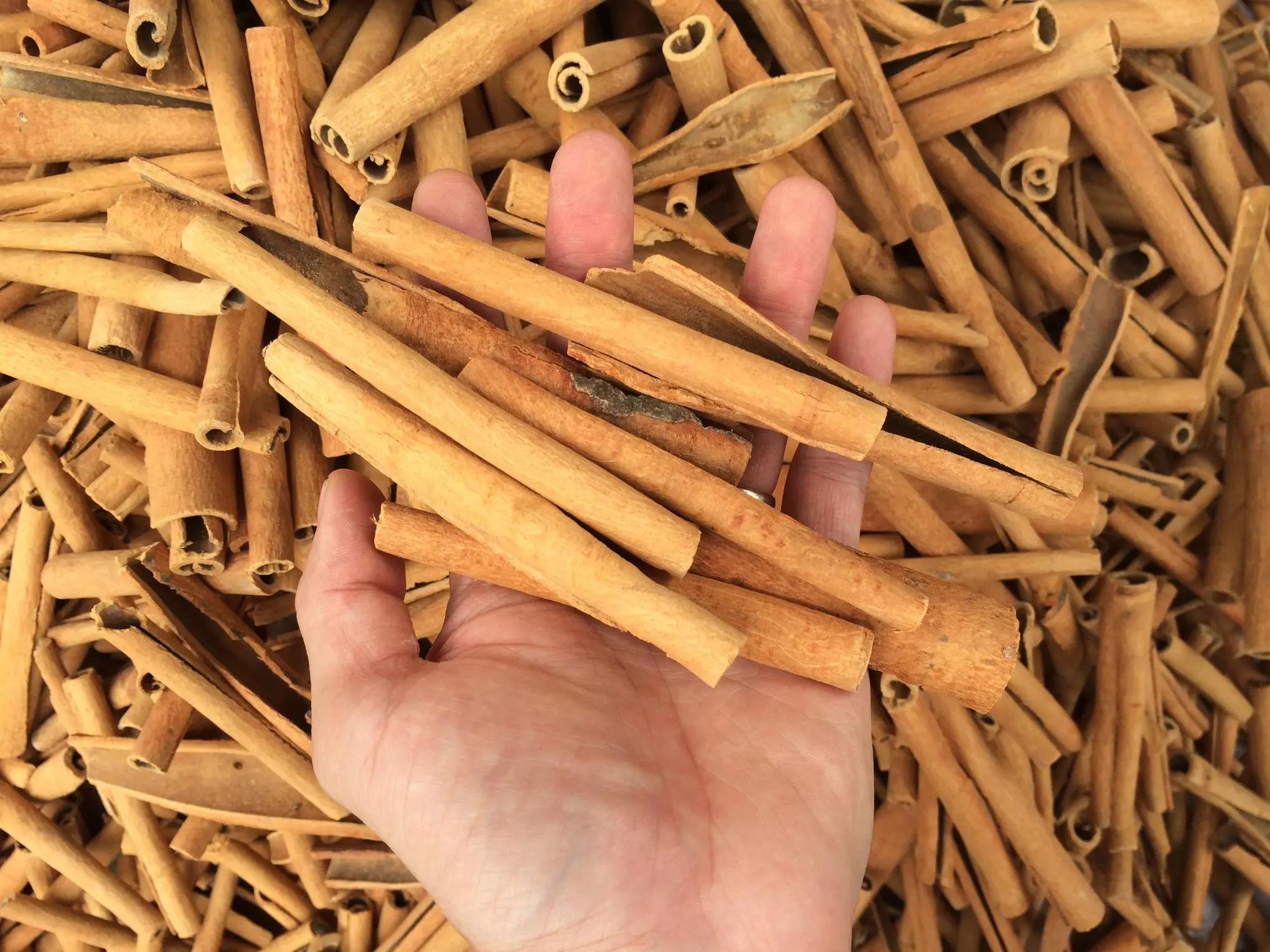 VIETNAM CINNAMON STICK PROMPT SHIPMENT AT COMPETITIVE PRICE