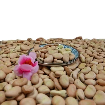  Crop2020высококачественная широкая фасоль для