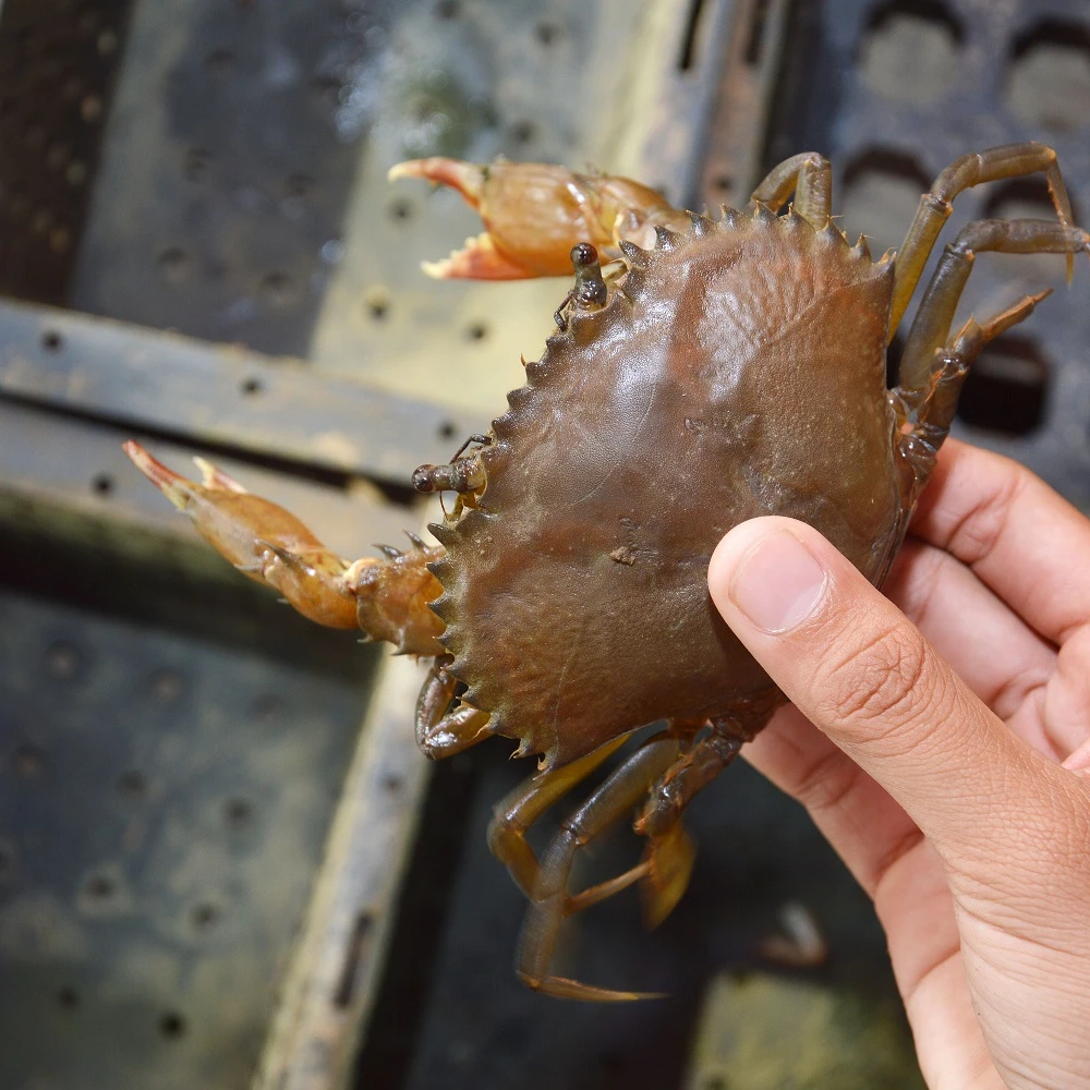 Super Optimal Ultra Fresh Seafood Delicious (200-UP gm/pcs) IVP 5 kg/ctn Whole Clean Frozen Soft Shell Crab