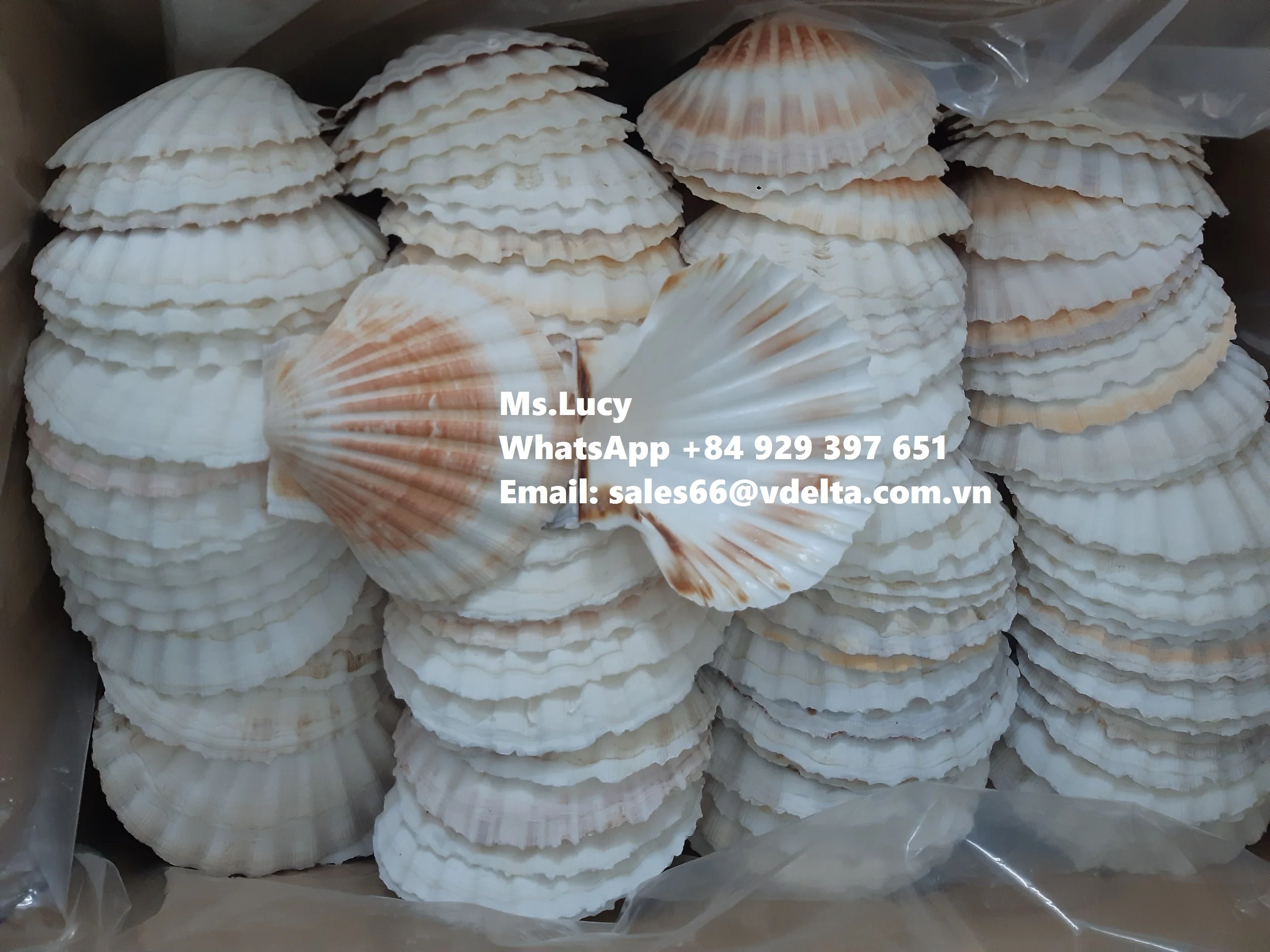 Морская раковина из гребешков натуральная для украшения Вьетнамского пляжа мисс Люси + 84 929 397 651