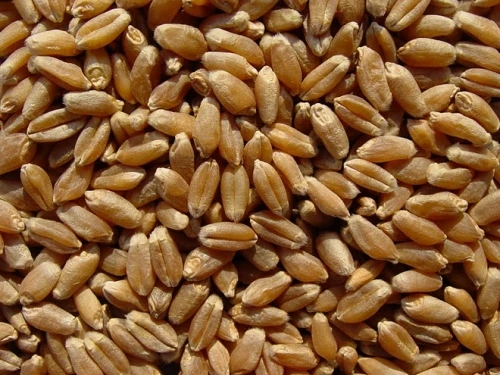 Spikelets Grains With a Lot Of Useful Elements Food Grade Wheat