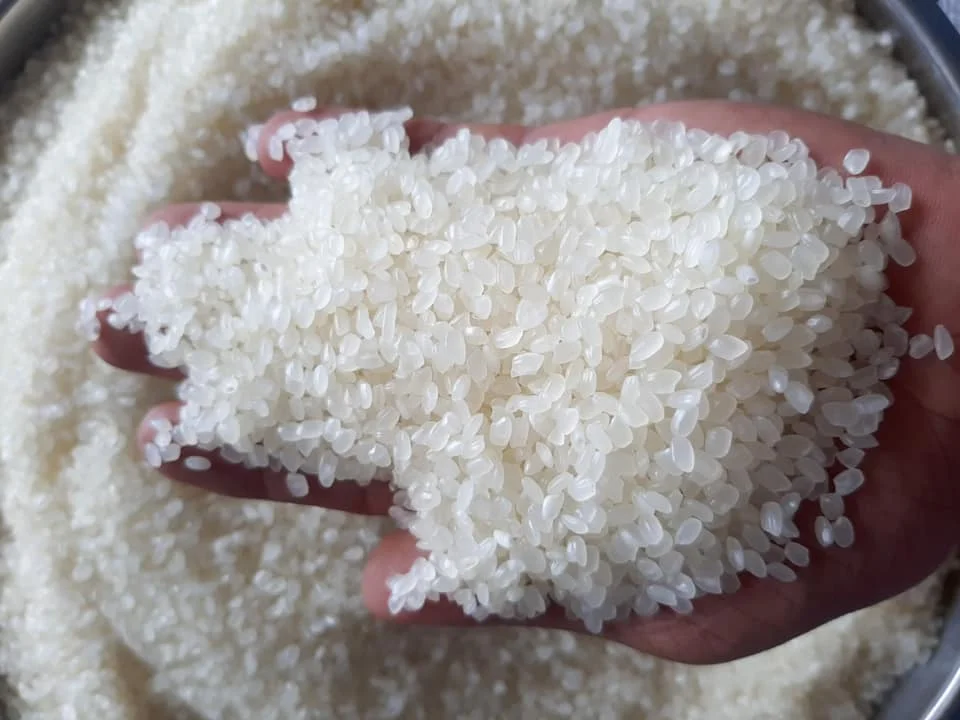 Японский рис для суши с 3% сломанным белым рисом класса AAA- Whatsapp 0084 989 322 607