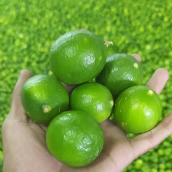Fresh Green Indian Lemon