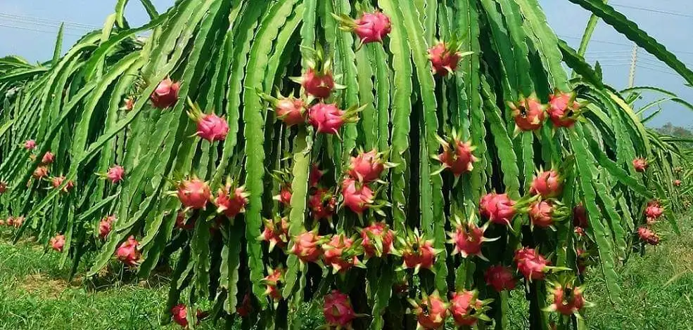 
Vietnamese red dragon fruit with high nutrition and rich in vitamins is sought after by many markets good price and high quality 