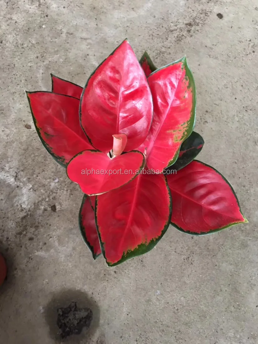  Живые растения Aglaonema Sukson