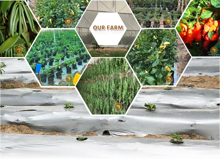 Лучшая сделка по отличному качеству без ГМО порошок ванильных