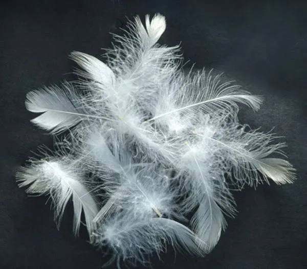 Top Vietnam sale low price 2-8 cm washed nature pure white duck feather